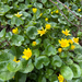lesser celandine