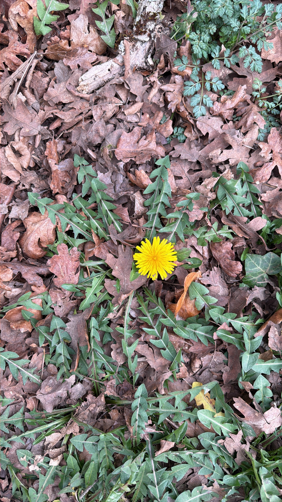 Taraxacum erythrospermum