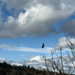 Turkey Vulture