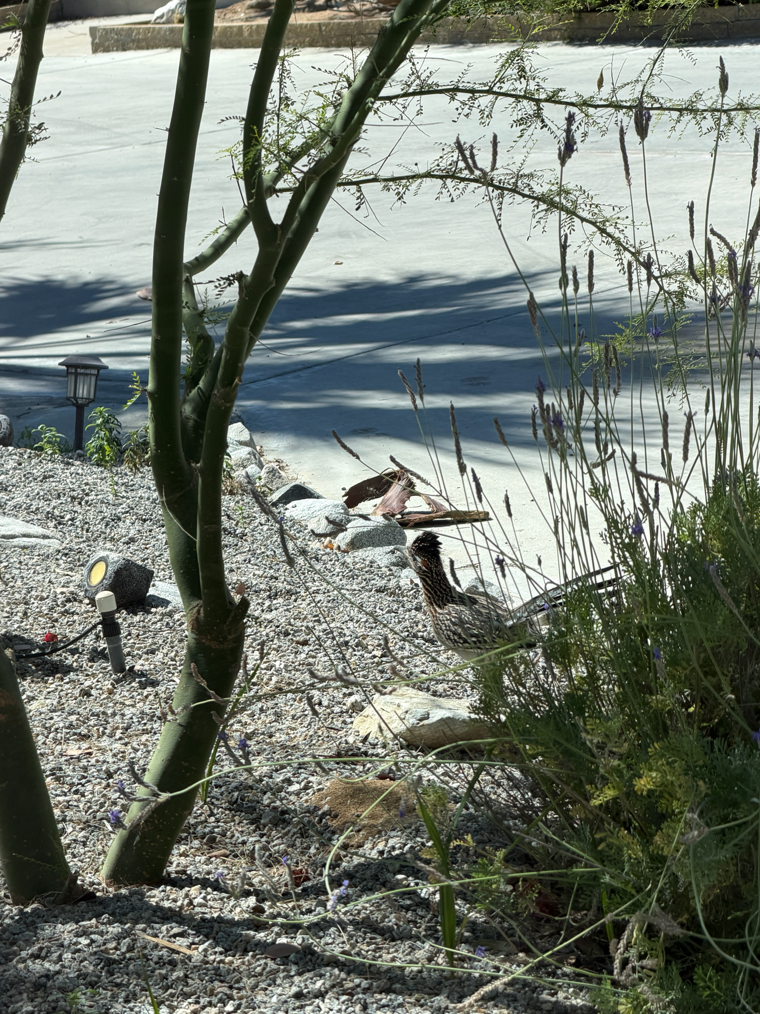 Geococcyx californianus