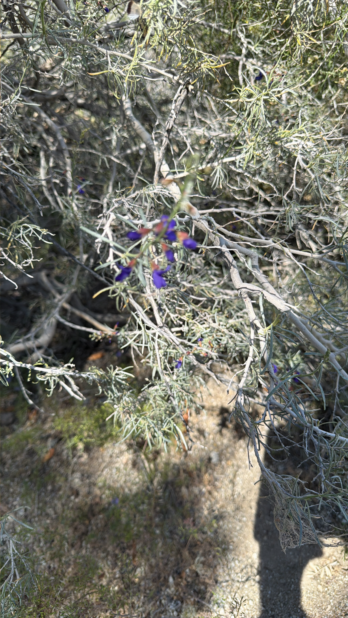 Psorodendron schottii