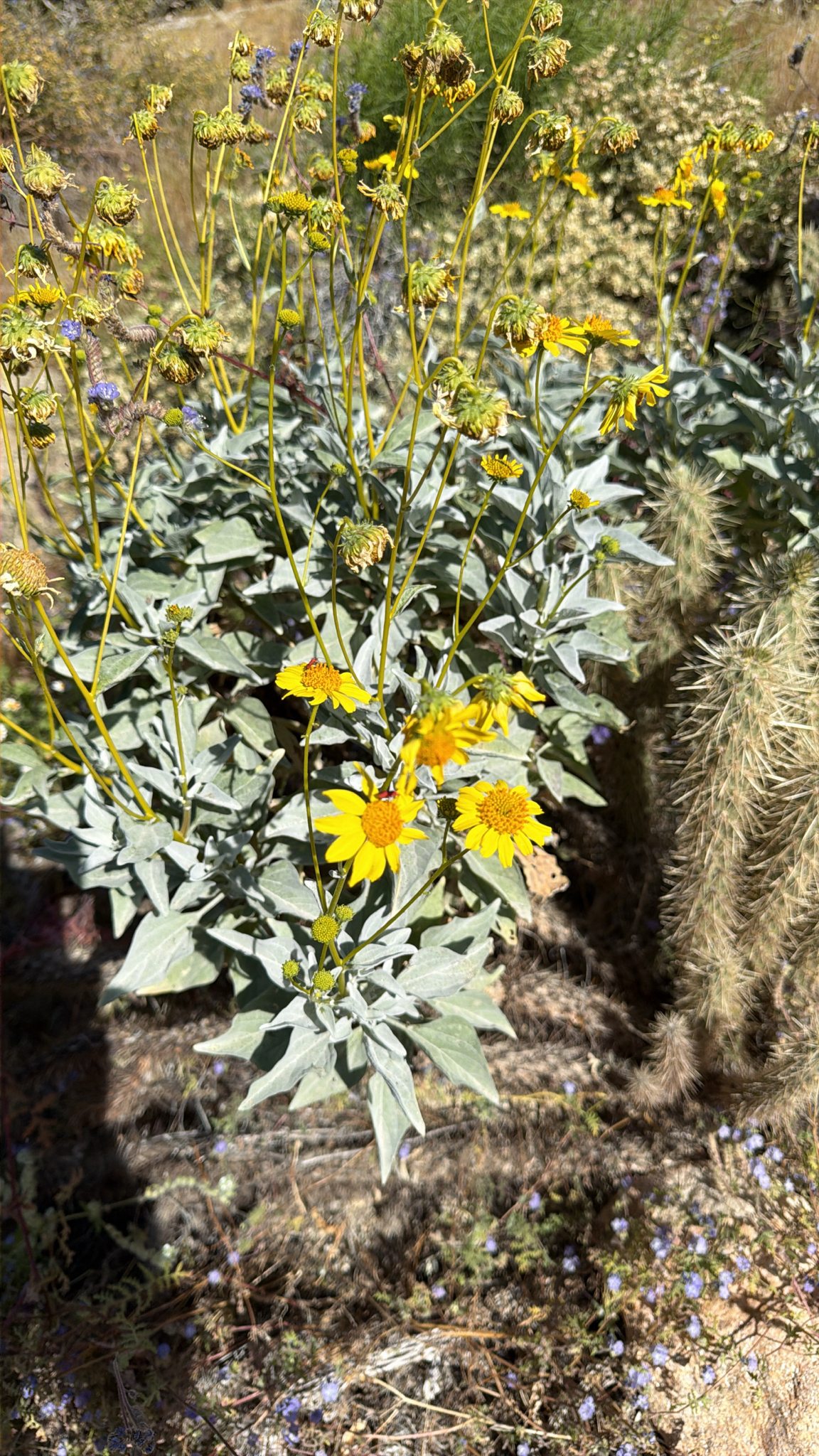 Encelia farinosa
