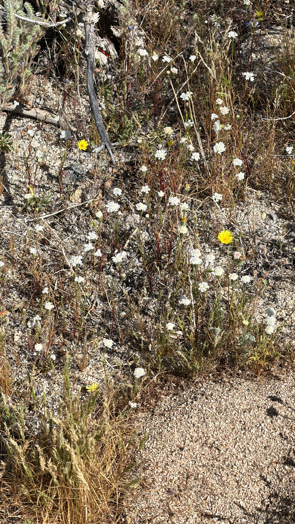 Chaenactis fremontii