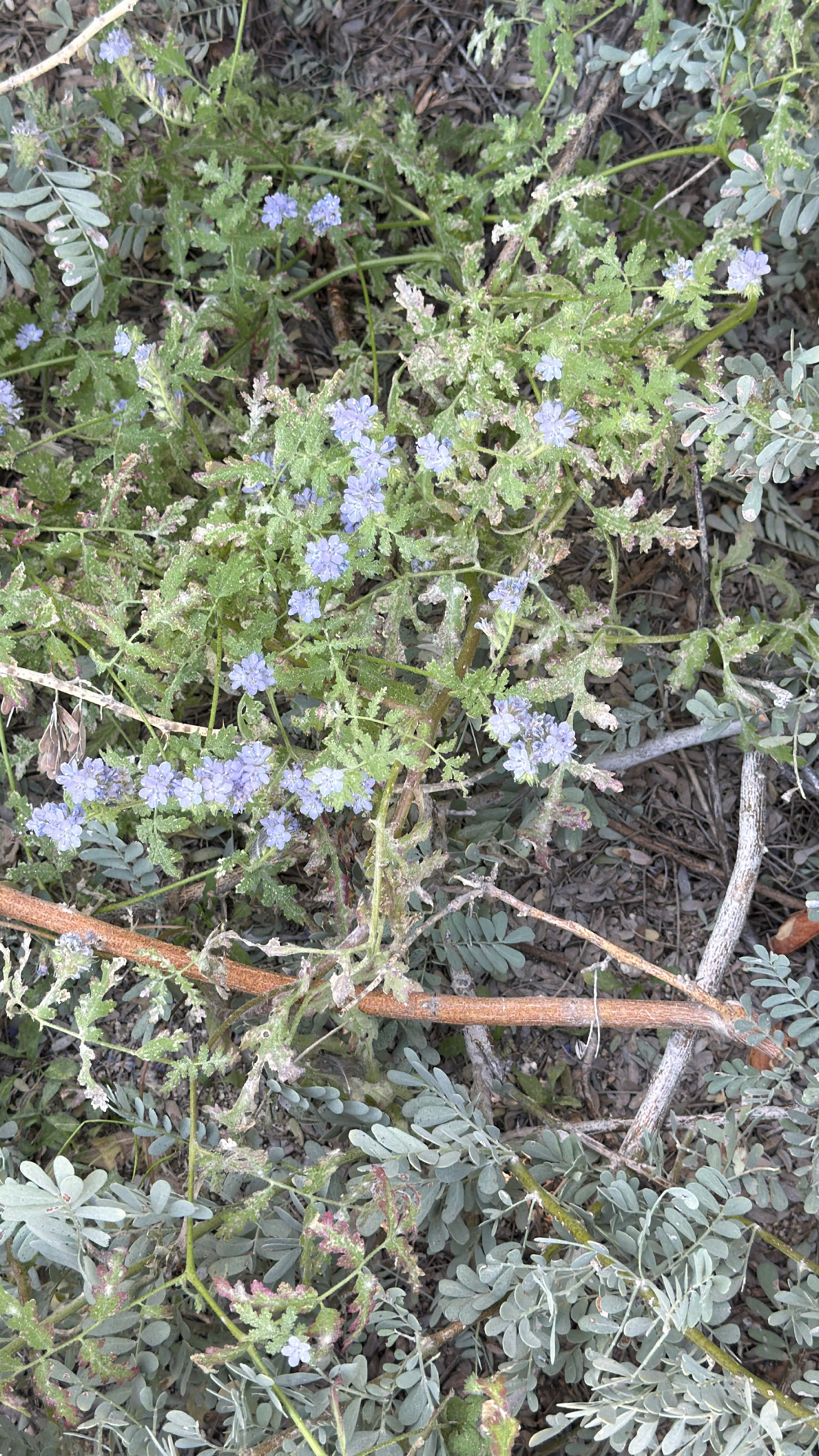 Phacelia distans