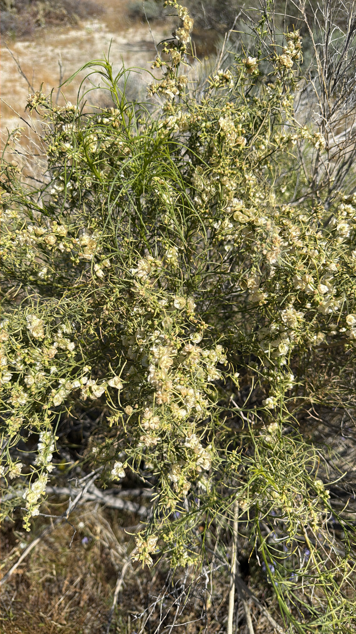 Ambrosia salsola