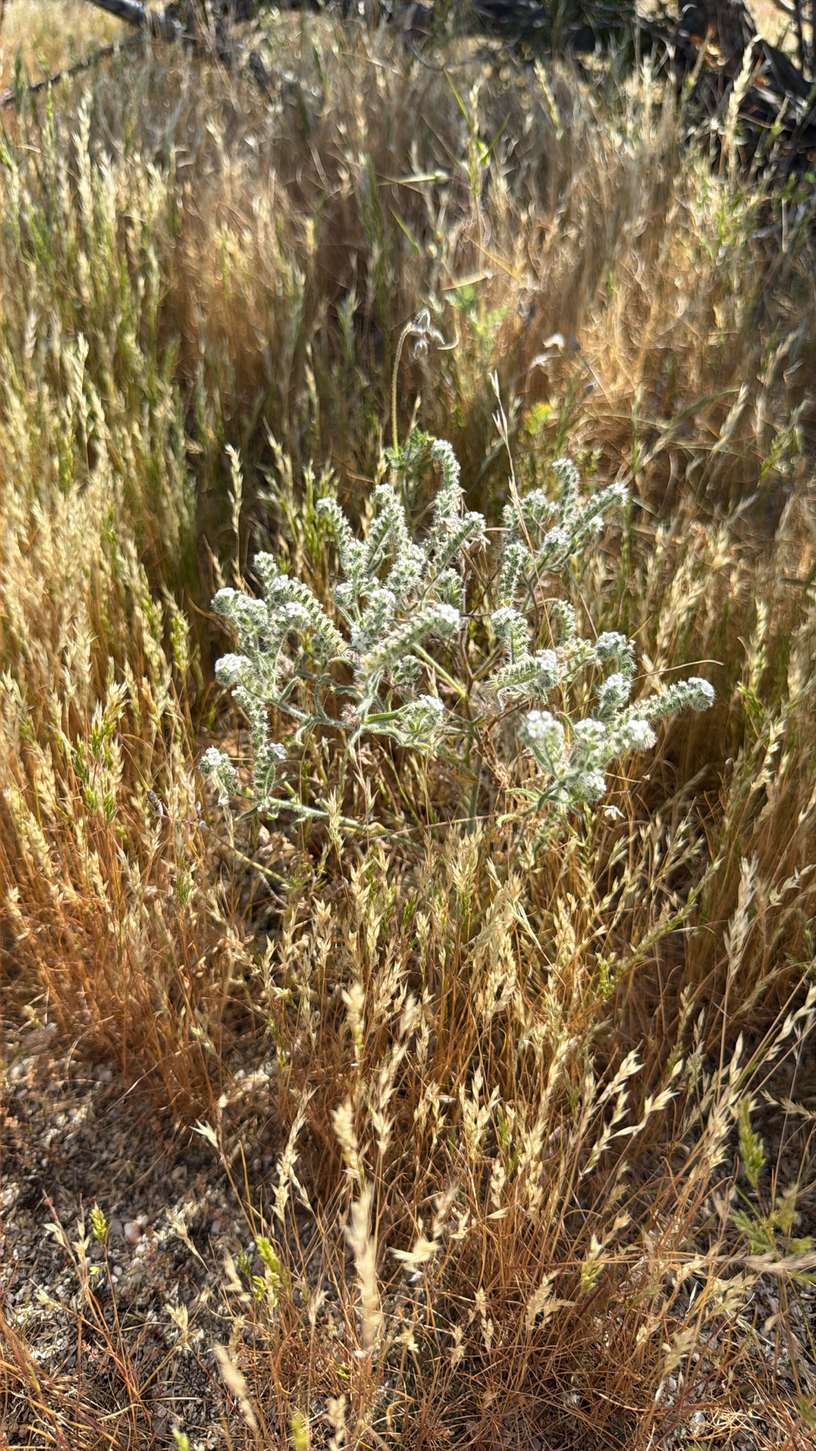 Johnstonella angustifolia