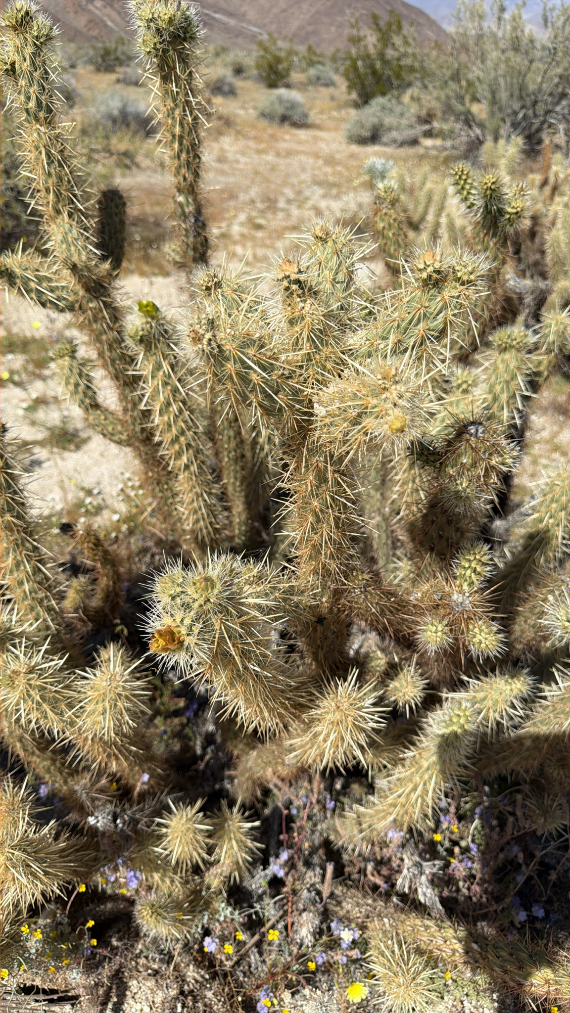 Cylindropuntia ganderi
