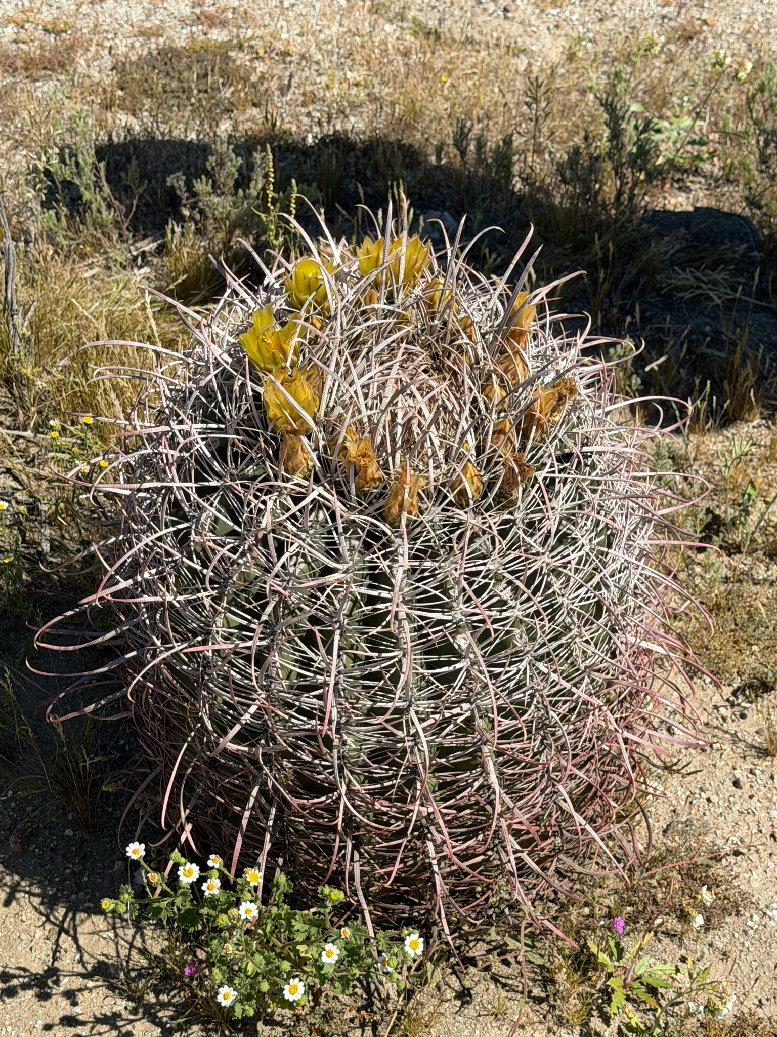 Ferocactus cylindraceus