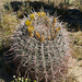 California Barrel Cactus