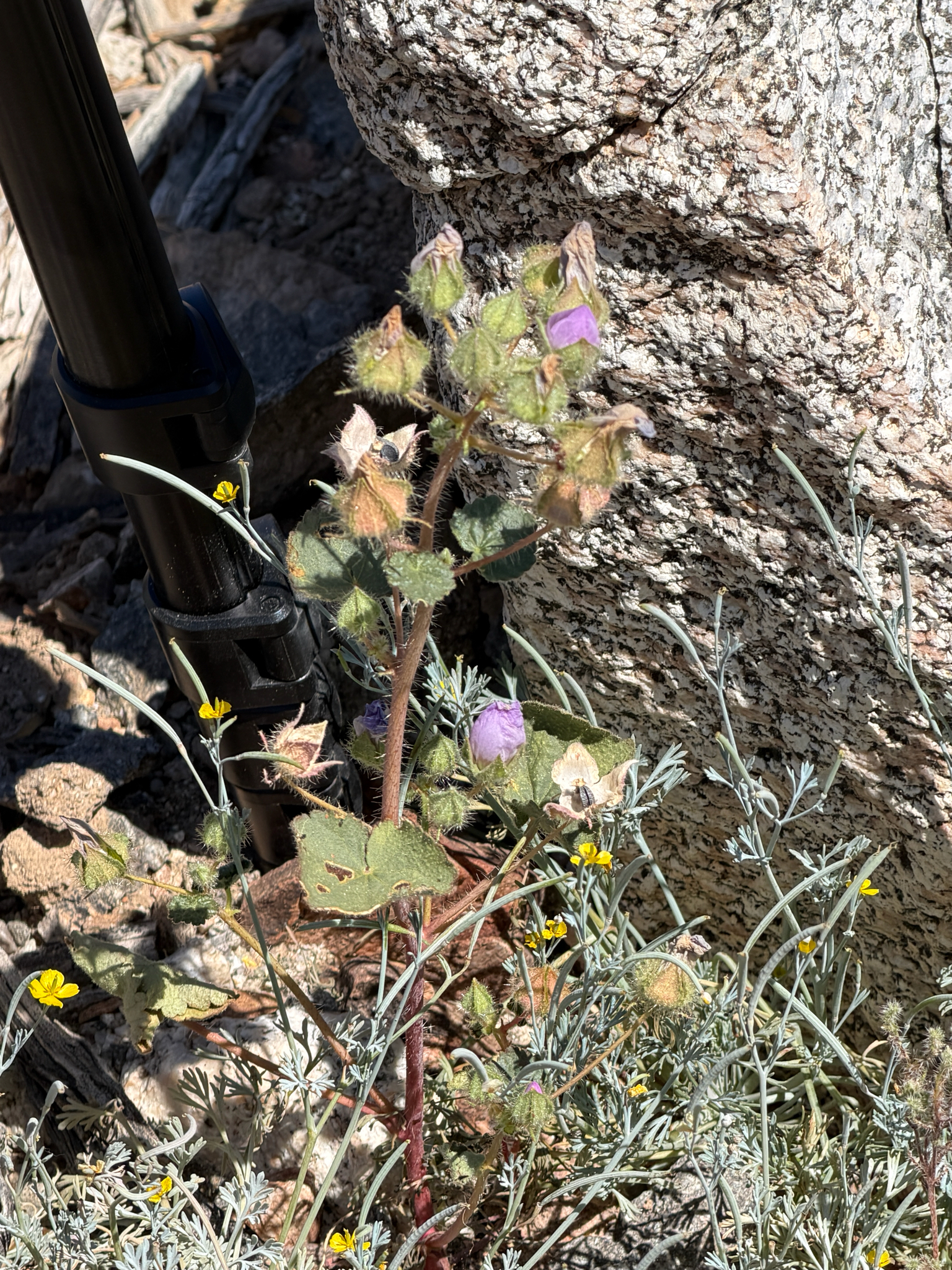 Eremalche rotundifolia