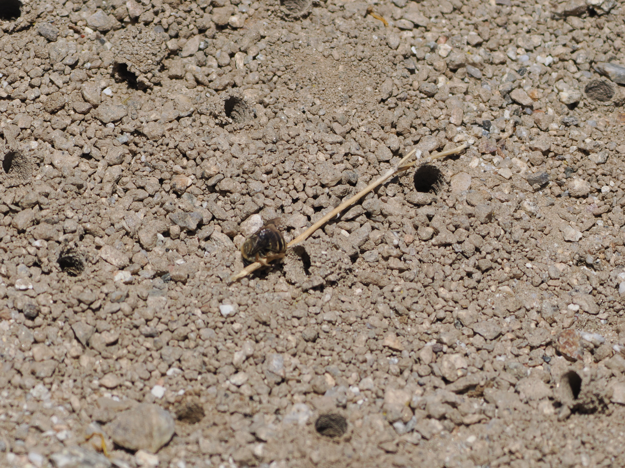 Diadasia bituberculata