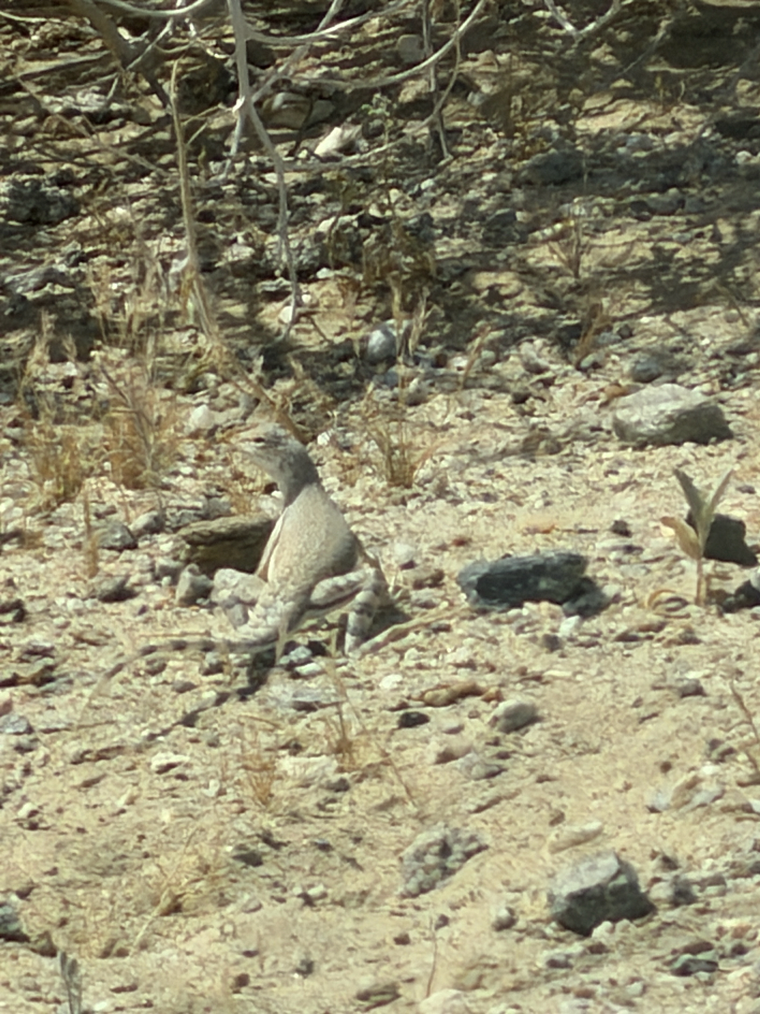 Callisaurus draconoides