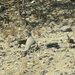 Zebra-tailed Lizard