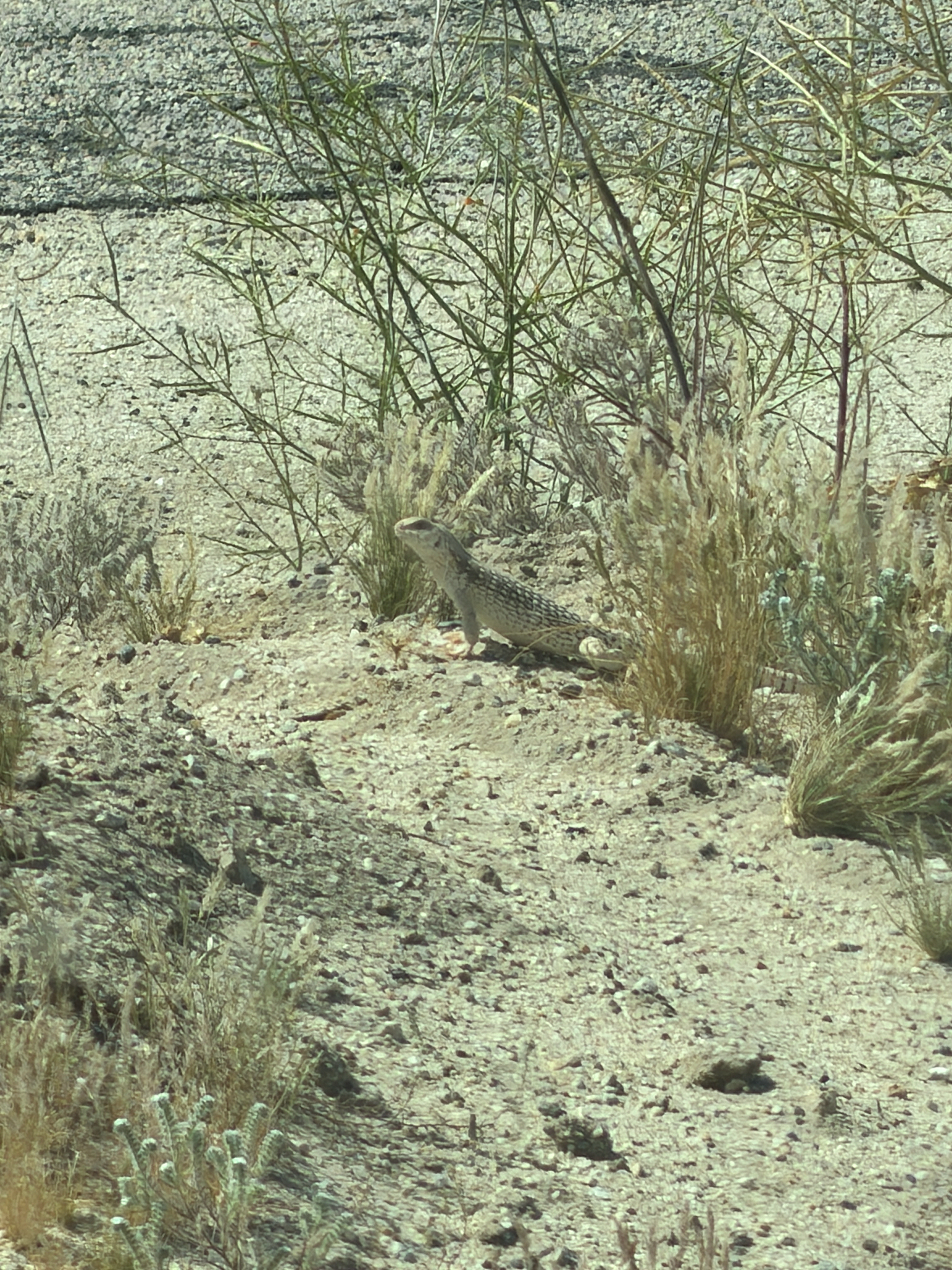 Dipsosaurus dorsalis