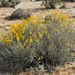 spiny senna