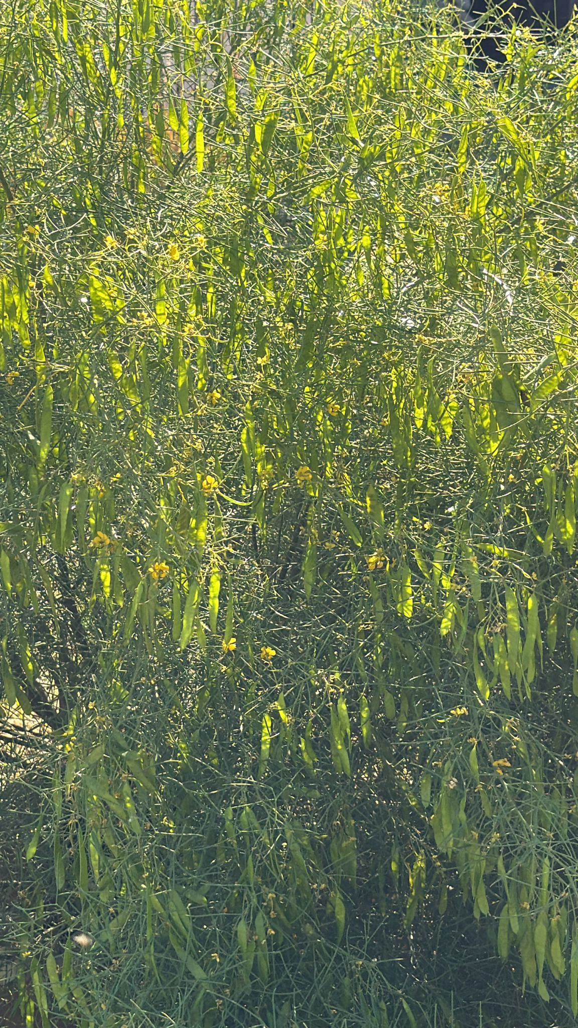 Senna artemisioides