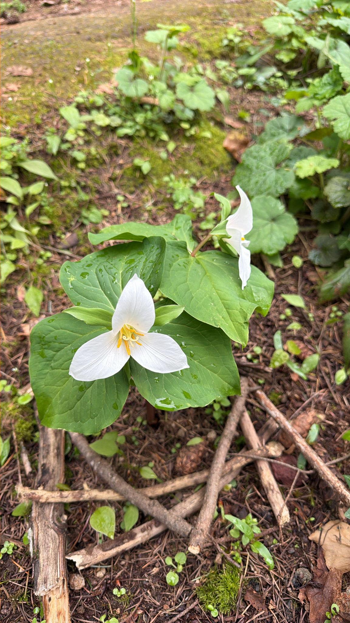 Trillium ovatum