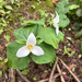 Pacific trillium