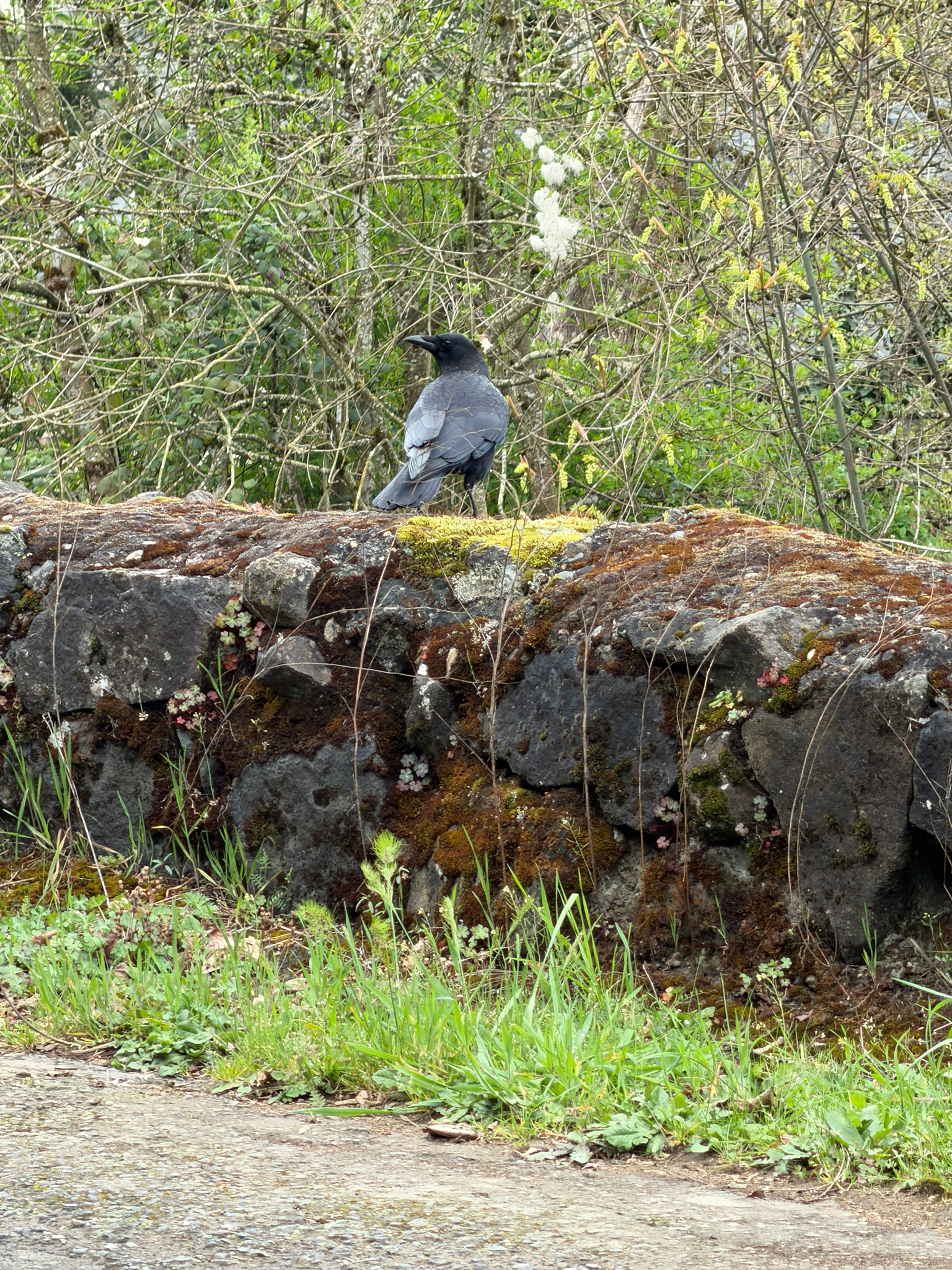 Corvus brachyrhynchos