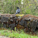 American Crow