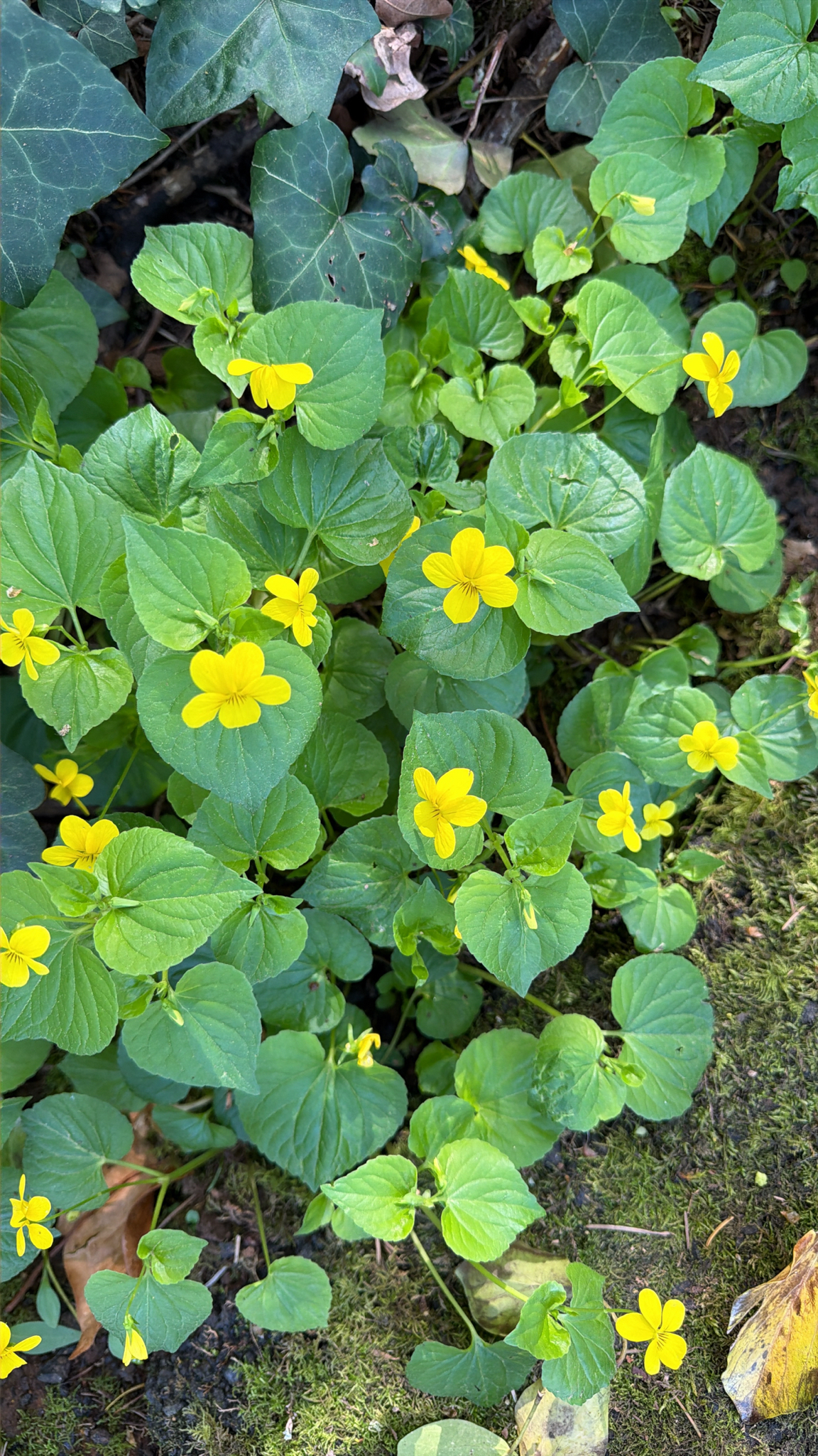 Viola glabella