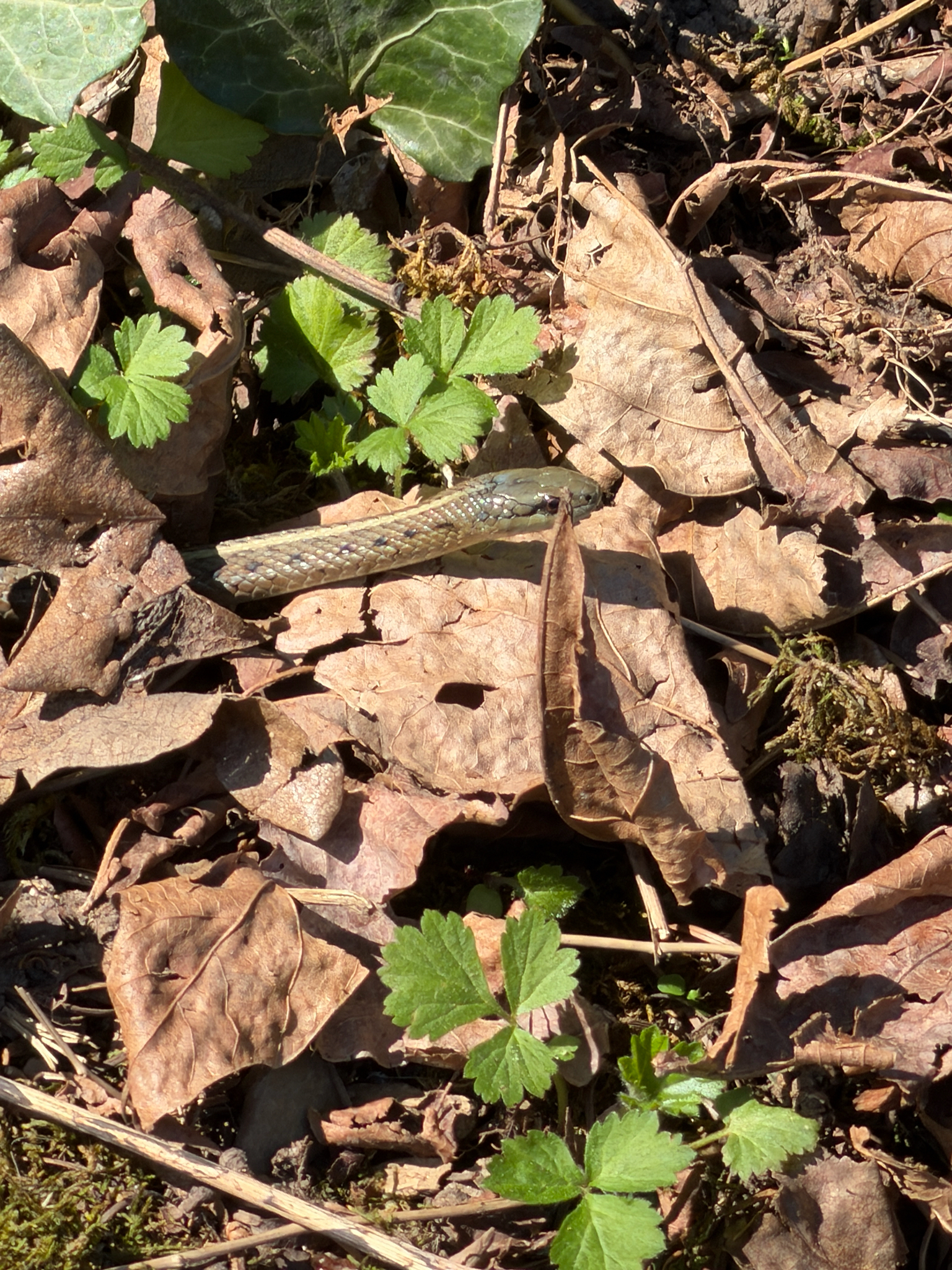Thamnophis ordinoides