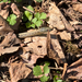 Northwestern Garter Snake