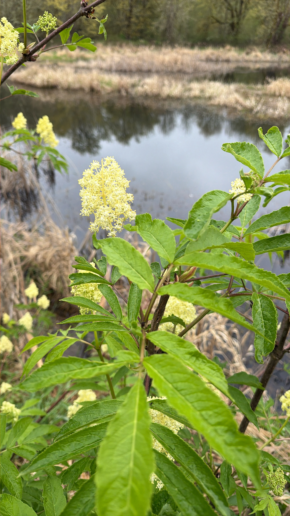 Sambucus racemosa