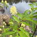 red-berried elder