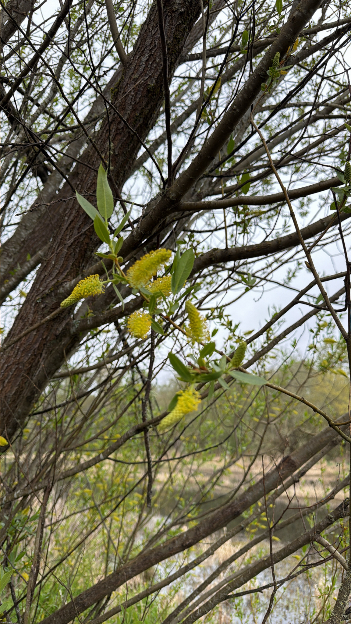 Salix lasiandra