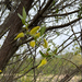 Pacific Willow