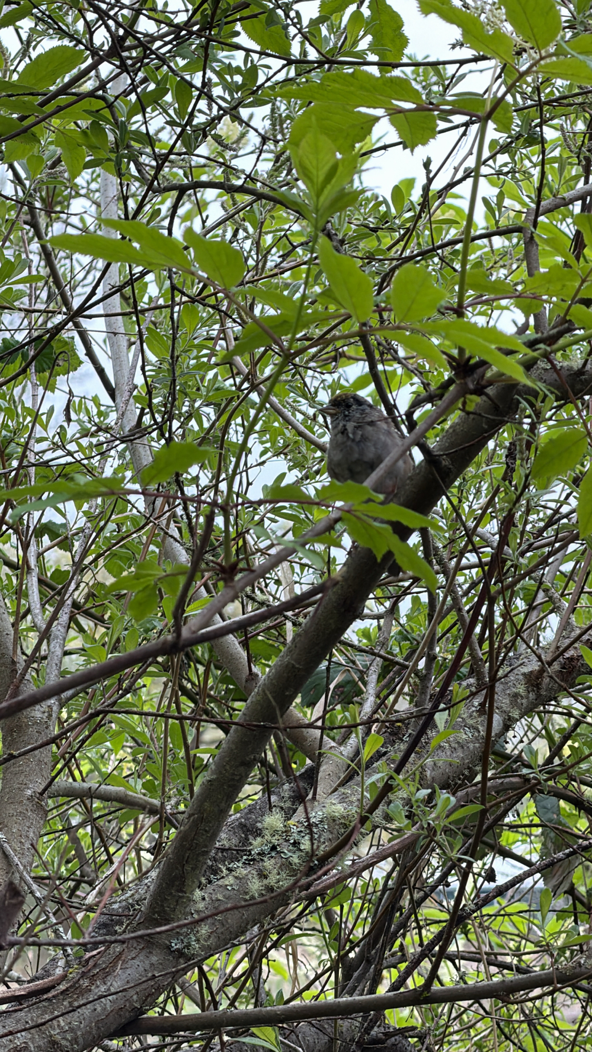Zonotrichia atricapilla