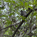 Golden-crowned Sparrow