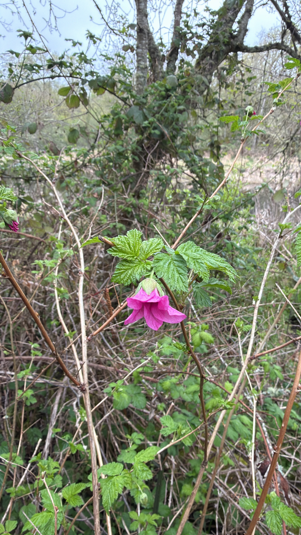 Rubus spectabilis