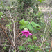 Salmonberry