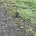 Golden-crowned Sparrow