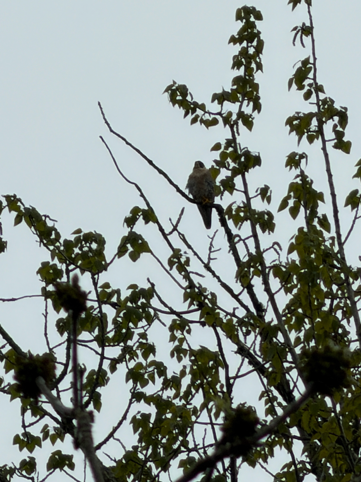 Falco peregrinus