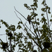 Peregrine Falcon