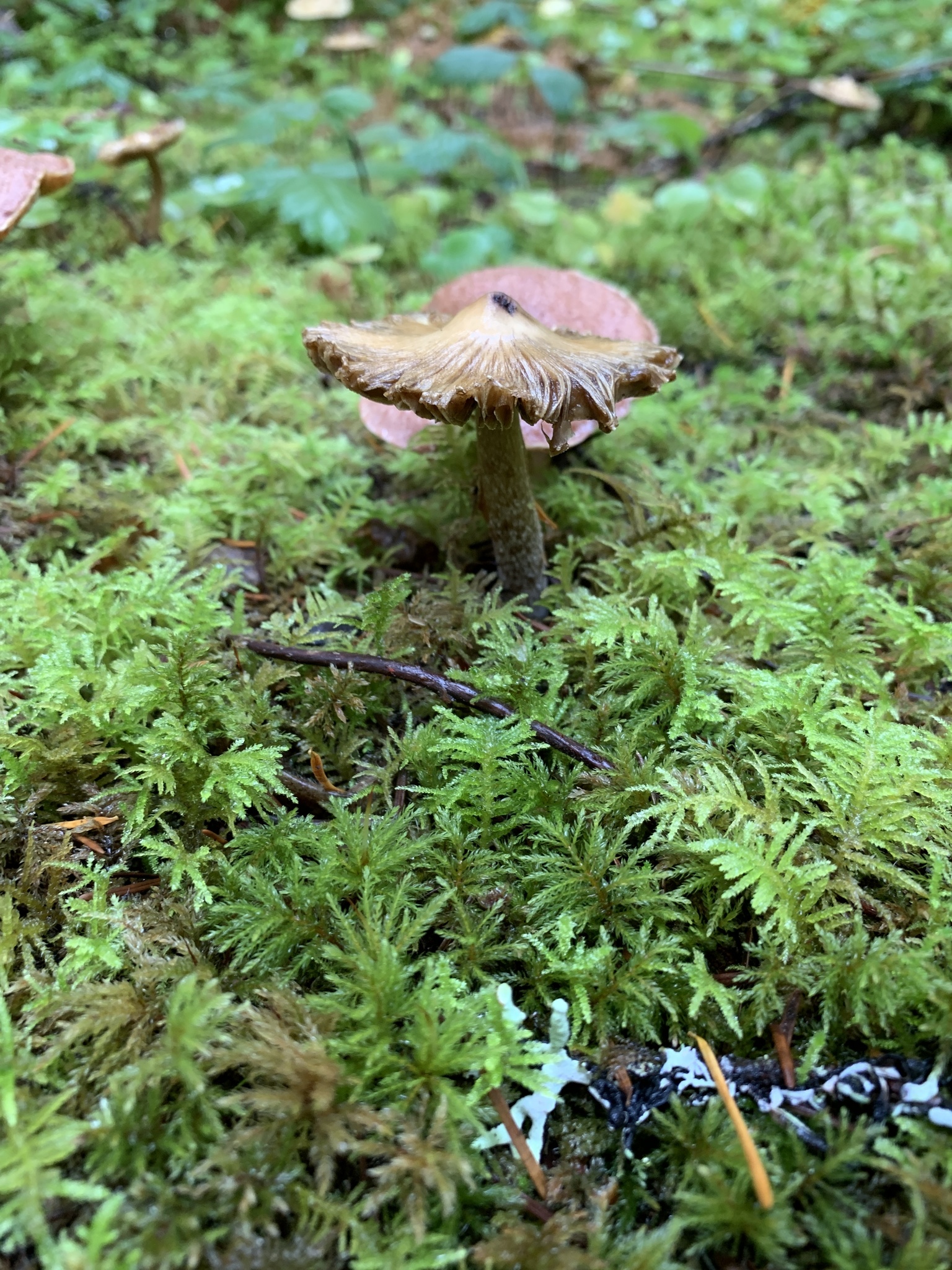Fungi