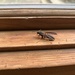 Northern Paper Wasp
