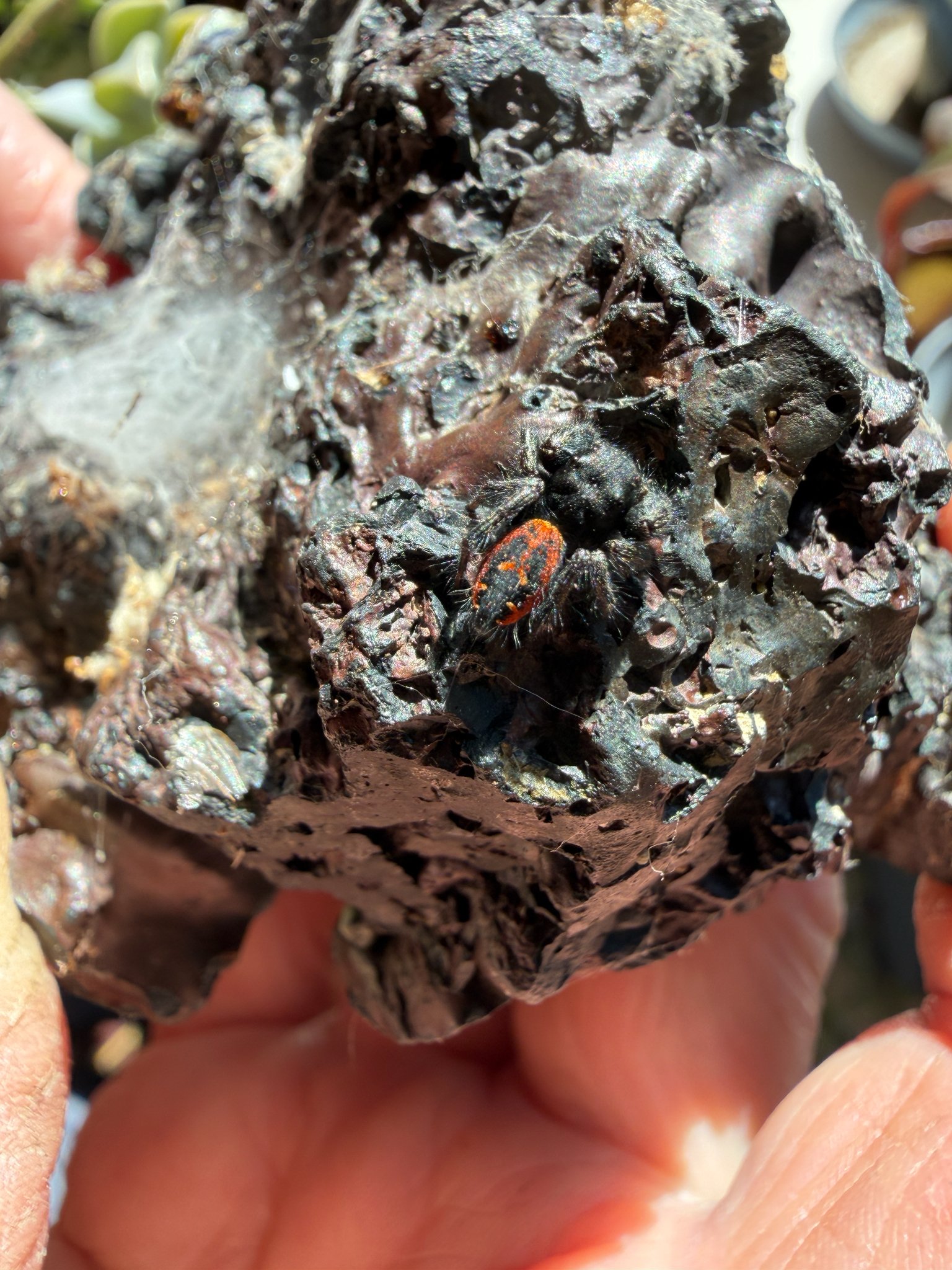 Phidippus johnsoni