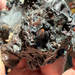 Johnson's Jumping Spider