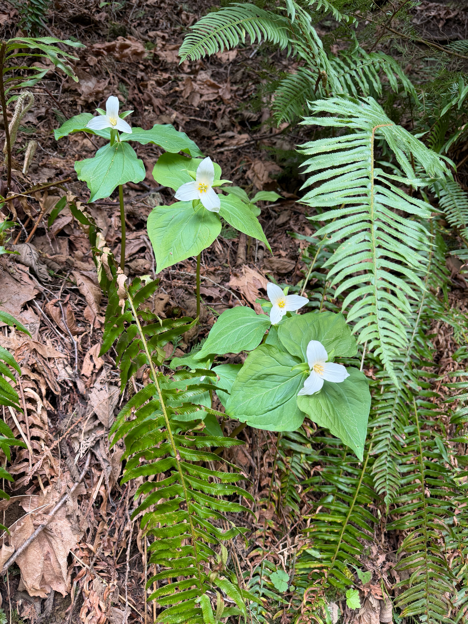 Trillium ovatum