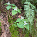 Pacific trillium