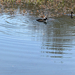 Hooded Merganser