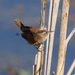 Marsh Wren