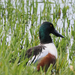 Northern Shoveler