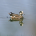 American Wigeon