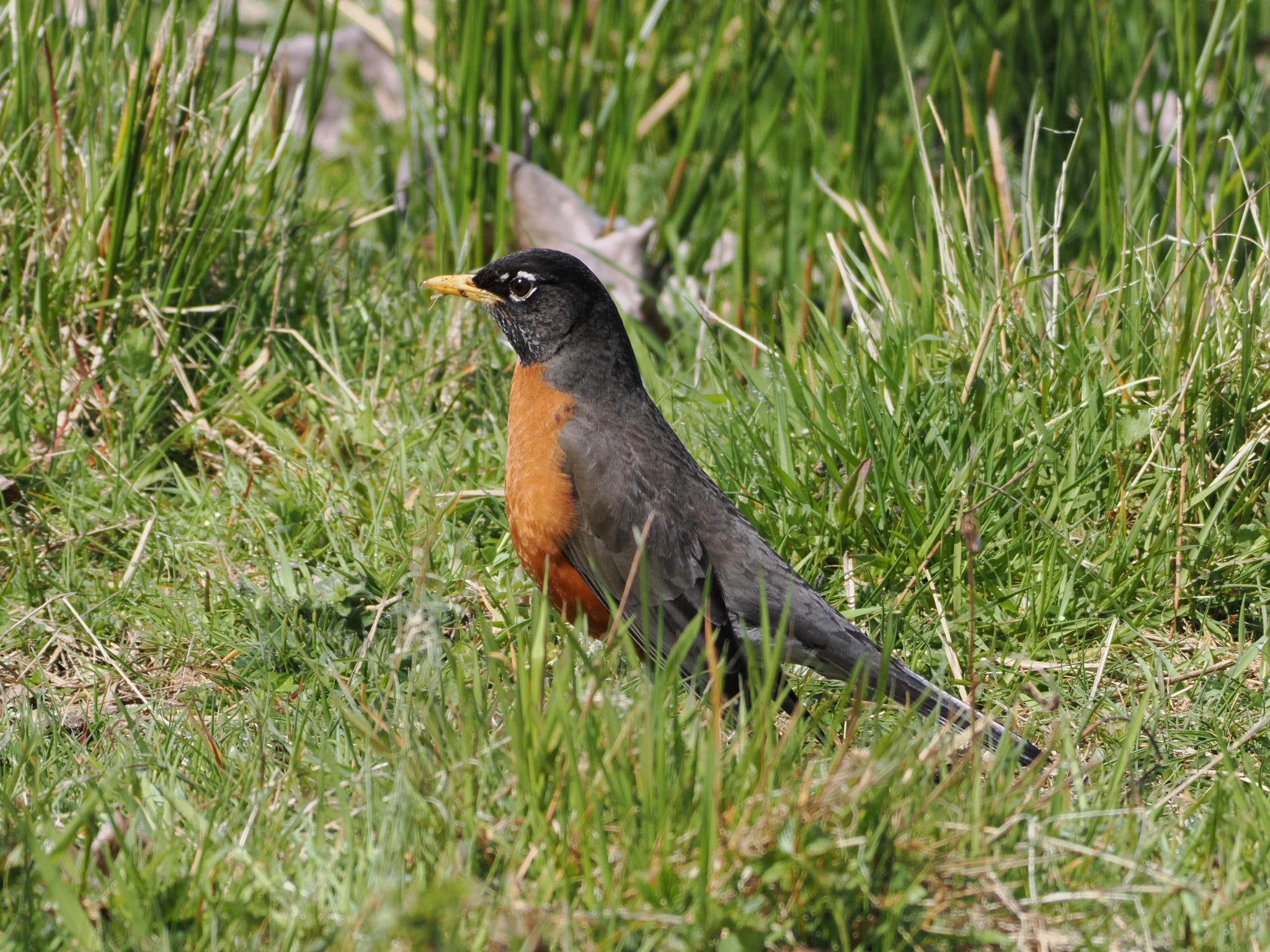 Turdus migratorius