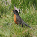 American Robin